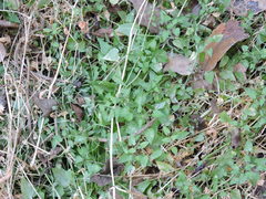 Maurandya antirrhiniflora