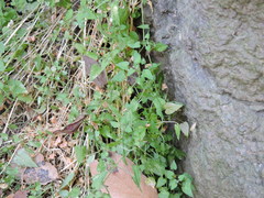 Maurandya antirrhiniflora