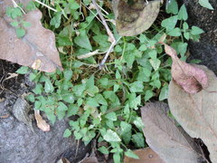 Maurandya antirrhiniflora