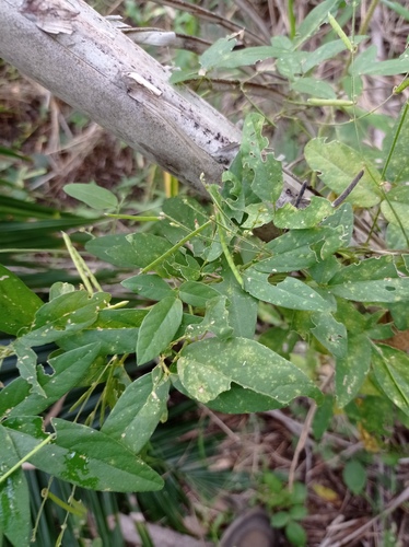 Teramnus volubilis