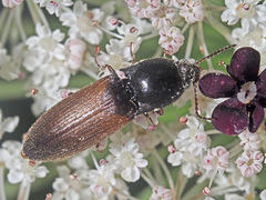 Agriotes ustulatus