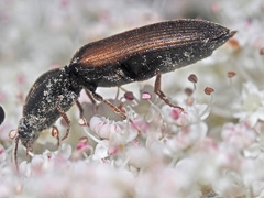 Agriotes ustulatus