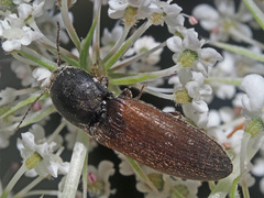 Agriotes ustulatus