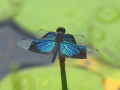 Rhyothemis resplendens