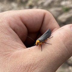 Gnamptonychia ventralis