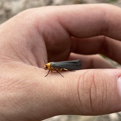 Gnamptonychia ventralis