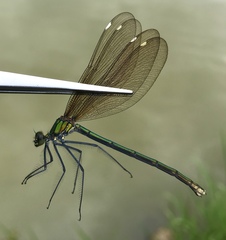 Calopteryx japonica