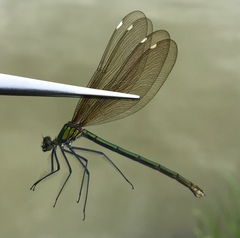 Calopteryx japonica