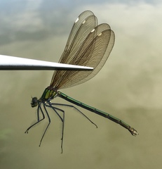 Calopteryx japonica