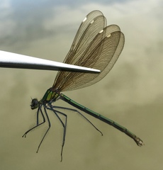 Calopteryx japonica