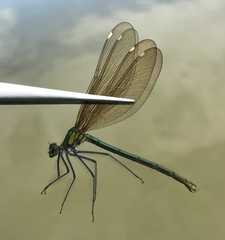 Calopteryx japonica