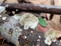 Trametes conchifer