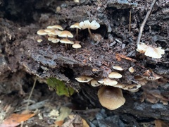 Galerina marginata