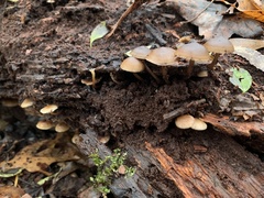 Galerina marginata