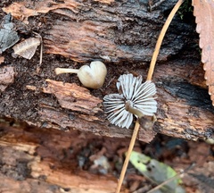 Galerina marginata