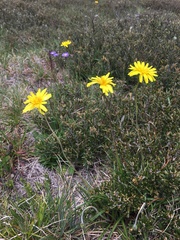 Microseris lanceolata