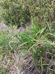 Microseris lanceolata