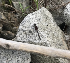 Leucorrhinia orientalis