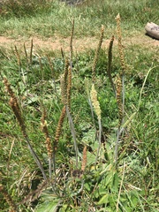 Plantago euryphylla