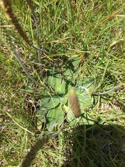 Plantago euryphylla