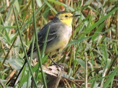 Motacilla citreola