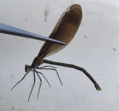 Calopteryx japonica