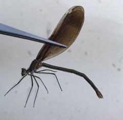 Calopteryx japonica