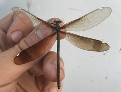 Calopteryx japonica