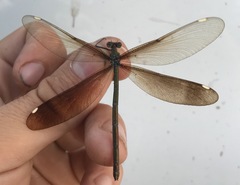 Calopteryx japonica