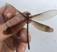 Calopteryx japonica