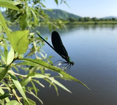 Calopteryx japonica