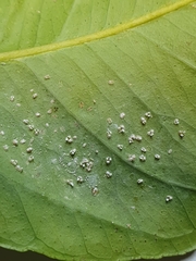 Siphoninus phillyreae