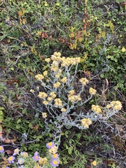 Helichrysum crispum