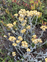 Helichrysum crispum