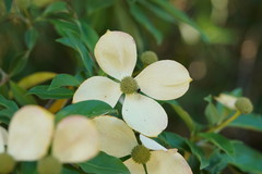 Cornus capitata
