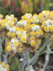 Helichrysum crispum