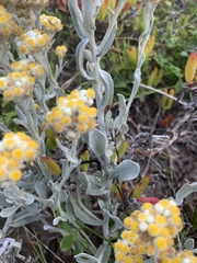 Helichrysum crispum