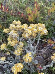 Helichrysum crispum