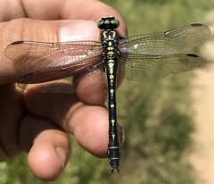 Nihonogomphus ruptus