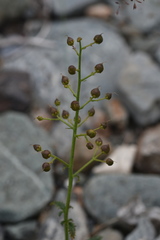 Scrophularia incisa