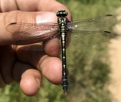 Nihonogomphus ruptus