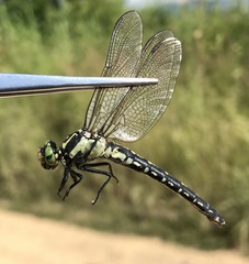 Nihonogomphus ruptus