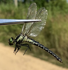 Nihonogomphus ruptus
