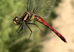 Sympetrum risi risi