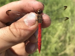 Sympetrum risi risi