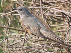 Cacomantis merulinus