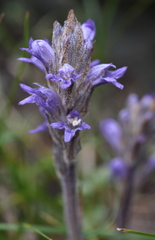Phelipanche caesia