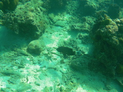 Cheilinus chlorourus