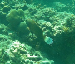 Cheilinus chlorourus