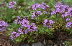 Thymus sibiricus